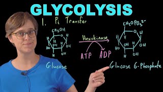 Glycolysis Need to Know for Biochemistry [upl. by Carlynn]