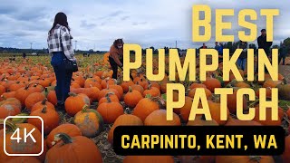 Best Pumpkin Patch in Seattle Area 4K Walk Through at Carpinito Brothers Patch in Kent WA Oct 2021 [upl. by Acnoib]