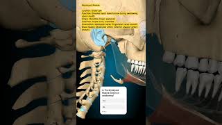 Mylohyoid Muscle mbbs humananatomy humanbody humananatomyandphysiology [upl. by Eixor]