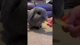 Loki the mini lop enjoying a dried banana [upl. by Karas]