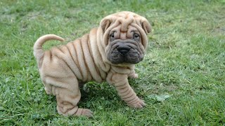 Why the Chinese SharPei Is Perfect for Apartment Living [upl. by Nilrak455]