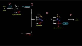 Glycerophospholipid Synthesis Part 1 of 4  Introduction [upl. by Annua]