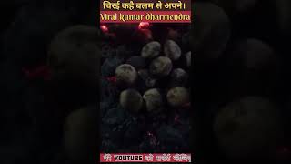 चिरई कहै बलम से अपने Viral video Kumar Dharmendra shortvideo youtubeshorts viralvideo [upl. by Flessel]