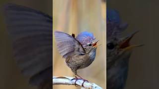 Wren bird Dancing amp singing a beautiful song wrenvoice birdsounds nature birdslover birdsongs [upl. by Penrod310]