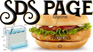 SDS PAGE II Protein Electrophoresis Sodium Dodecyl Sulfate Polyacrylamide Gel Electrophoresis [upl. by Anahtor]