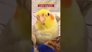 So Cute Cocktail Bird Song Lyrics 😍❤️ parrrot lovebirds bird song shorts [upl. by Eed]