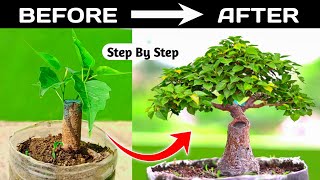 Bonsai Making From Branch cutting ⏲️  36 Years Timelapse ⏲️ [upl. by Nosittam6]