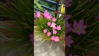 Waterlily plant 🌱  waterlily waterlilycare foryou shorts shortvideo gardening flowers [upl. by Lowenstein]