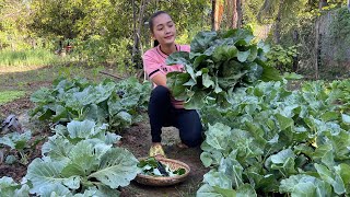 Collect Chinese broccoli for cooking  Chinese broccoli stirfry noodle recipe  Sreyneangs cooking [upl. by Erdnoid]