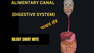 Digestive system Alimentary canal in 3D How food digest Stage of food processing [upl. by Wenoa]