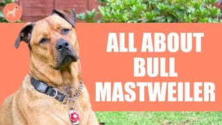 Bull Mastweiler Everything You Need to Know About [upl. by Ramah623]