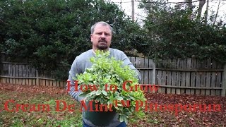 How to grow Cream De Mint™ Pittosporum Dwarf Mock Orange with a detailed description [upl. by Nylirej]