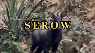 Incredible footage of the elusive wild Serow  a wild tropical goatantelope [upl. by Kathlin730]