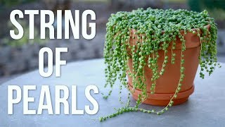 String of Pearls Care Guide  Garden Answer [upl. by Atnwahsal931]