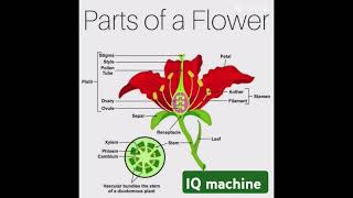 Parts of flowersscienceeducation science bpscupscsciencefacts flowers education viralshorts [upl. by Aiket995]