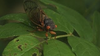 17year cicadas swarm parts of Iowa [upl. by Mandy749]