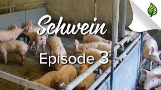 SCHWEIN 38  Die Mast vom Ferkel zum Mastschwein [upl. by Aysa]