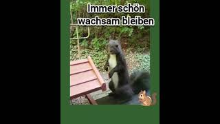 🐿 ZuckerschnuteImmer schön wachsam bleiben squirrel [upl. by Lytsirk]