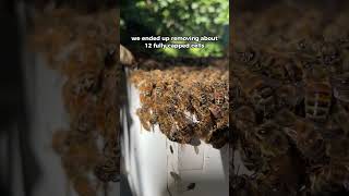 I hope this works shorts beekeeping beekeeper beelover honeybee queenbees beehive bees [upl. by Corabel]