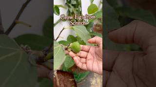 Fig plant Life cycle మేడిపండు अंजीर [upl. by Nahaj]