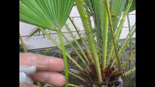 The difference between Chamaerops humilis amp Trachycarpus fortunei palm trees [upl. by Anitsyrc]