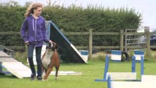 Boerboel  First time on agility course [upl. by Blank957]