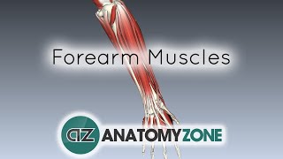 Forearm Muscles Part 1  Anterior Flexor Compartment  Anatomy Tutorial [upl. by Buller]