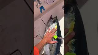 XL Blackfin Tuna fishing spearfishing sportfishing fish tuna florida ocean sushi seafood [upl. by Littell214]