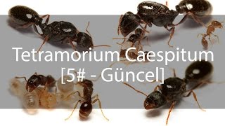 Tetramorium Caespitum Journal  Günlük  5 [upl. by Eirahcaz509]