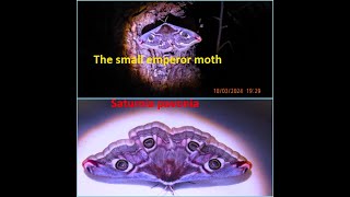 The small emperor moth Saturnia pavonia by Theo [upl. by Johnson]