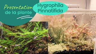 Hygrophila pinnatifida  plante  aquarium deau douce [upl. by Ynohtnaed]