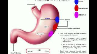 Anatomy amp Physiology of the Stomach [upl. by Madison465]