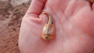 Hundreds of quotDinosaur Shrimpquot Emerge After Arizona Monsoon [upl. by Barabbas]