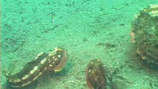 Sarcastic Fringeheads  Channel Islands  UGENA [upl. by Valma776]