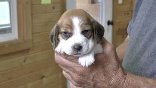 Beagles Puppies for Sale [upl. by Androw]