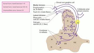 Spinal cord dorsal horn Rexed laminae and fiber types [upl. by Gettings302]