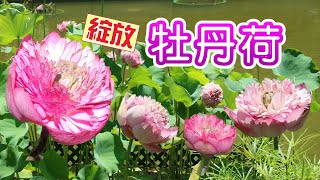 輕鬆輕鬆，賞荷遊蹤 牡丹荷  牡丹蓮  荷花  蓮花  荔枝角公園  嶺南之風  Peony Lotus  Lai Chi Kok Park  Lingnan Garden [upl. by Ile]