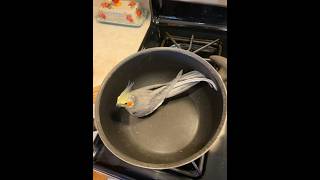 no animals were harmed in this video cockatielfypfunnyfunnyvideo [upl. by Gwenette]