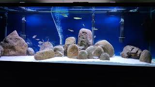 135 gallon Tanganyikan cichlid aquarium update quotNew quot fish [upl. by Leiruh718]