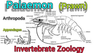 Palaemon prawn in hindi  Appendages of Prawn  aarthropoda [upl. by Ahsata]