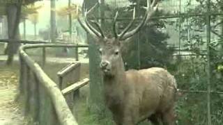 Brame du cerf  reportage Vosges TV à SainteCroix [upl. by Cort465]