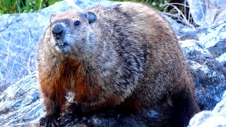 Groundhog call sounds amp cute  funny moments [upl. by Tobias]