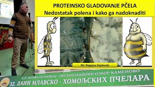 Proteinsko gladovanje pcela nedostatak polena kako ga nadoknaditi Kamenovo 2023 Blagojce Najdovski [upl. by Grae221]