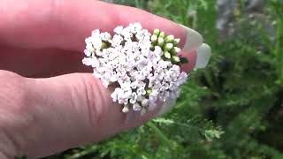 Beginners Guide To Harvesting Yarrow And Yarrow Growing Tips [upl. by Prudi]