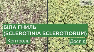 Біла гниль Sclerotinia sclerotiorum  біофунгіцид Склероцид і біодеструктор Екостерн  БТУЦЕНТР [upl. by Suolekcin536]