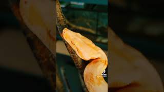 Boa constrictor sunglow Serpent Snake Reptiles Reptile Animal [upl. by Eednahs701]