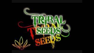 Tribal Seeds Beautiful Mysterious [upl. by Madelle]