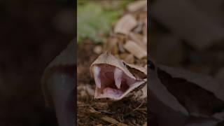 The Gaboon Viper The Snake With The Longest Fangs [upl. by Latisha]