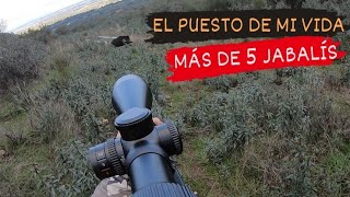 💥🐗EL PUESTO DE MI VIDA🎯 MONTERIA DE JABALÍ EN LOS MORRONES Y LOS FRONTONES EXTREMADURA 20222023 [upl. by Tahp423]