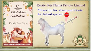 Microchip for sheep and Goats for bakrid special [upl. by Eidnim502]